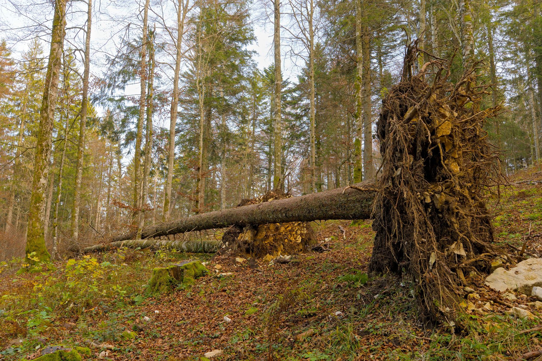 Enlèvement arbre urgence à Maubeuge